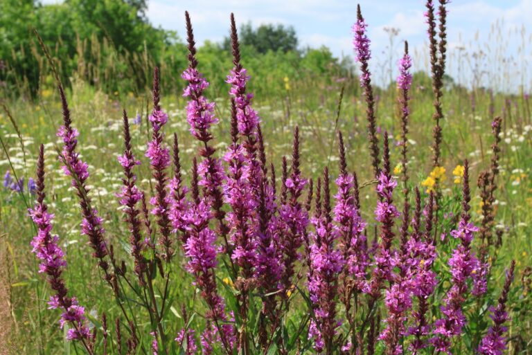 Purple loosestrife (featured image)