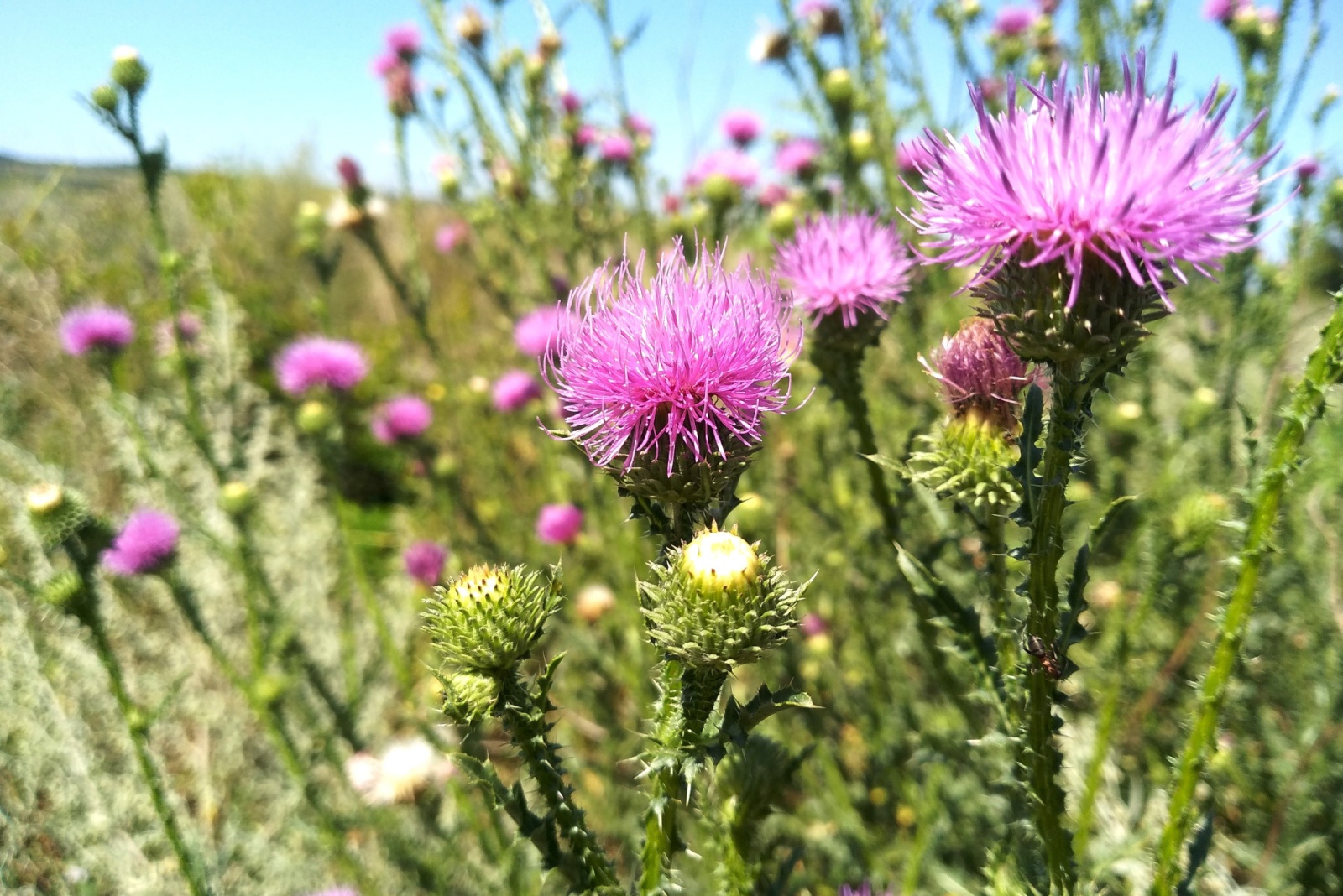 flowers Musk Thistle