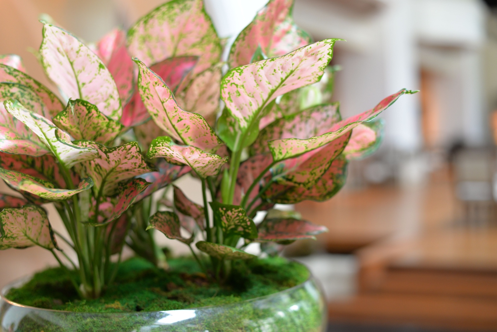 12 Best Plants For Iowa Rooms Without Windows