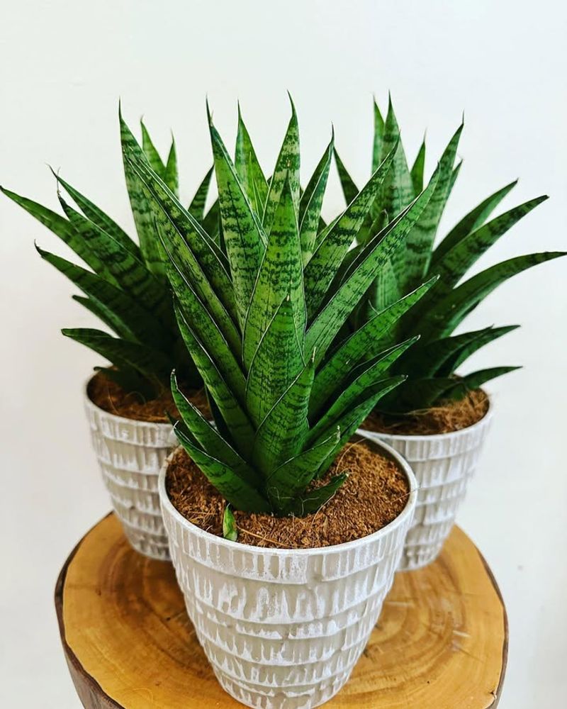 Snake Plant (Sansevieria)