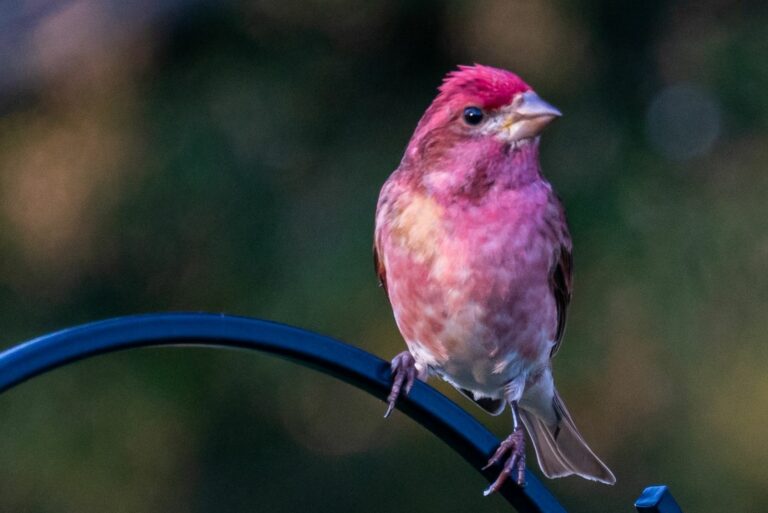 Male Purple Finch