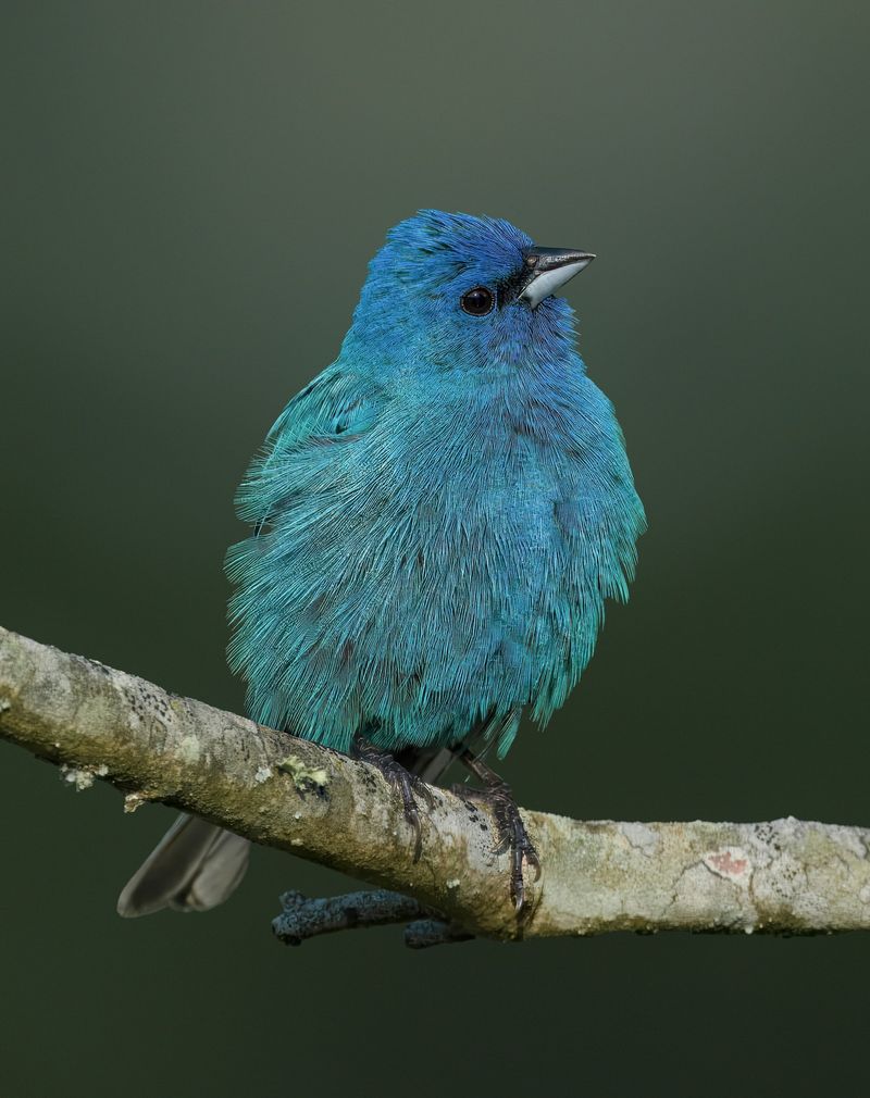 Indigo Bunting