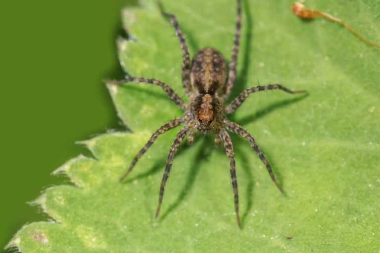 hobo spider