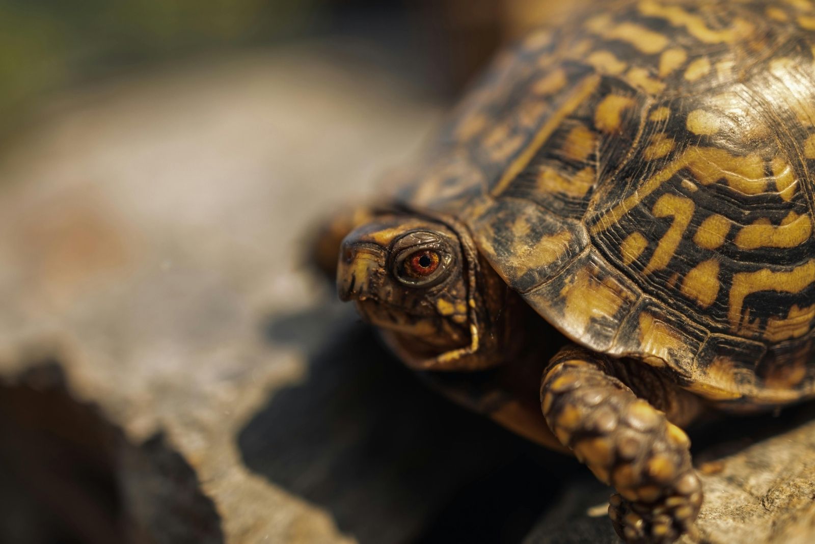 12 Creatures Massachusetts Residents Cannot Legally Remove From Their Homes Or Yards