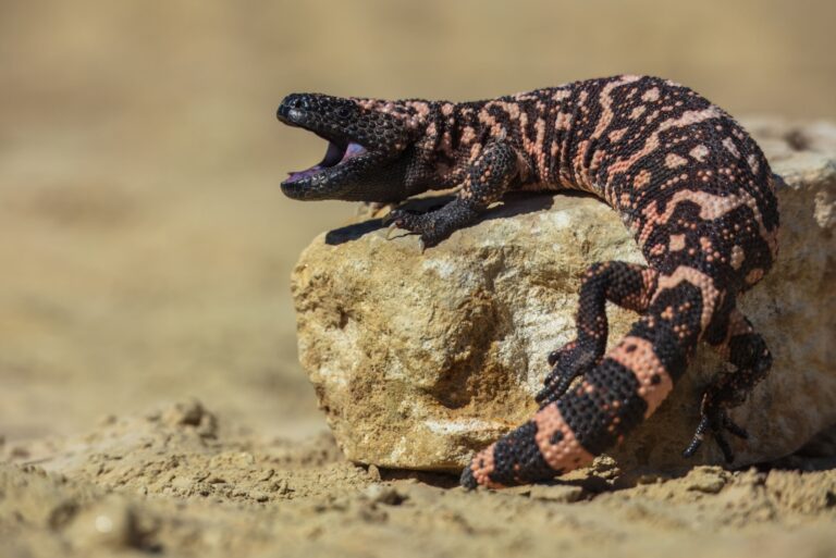 Gila monster