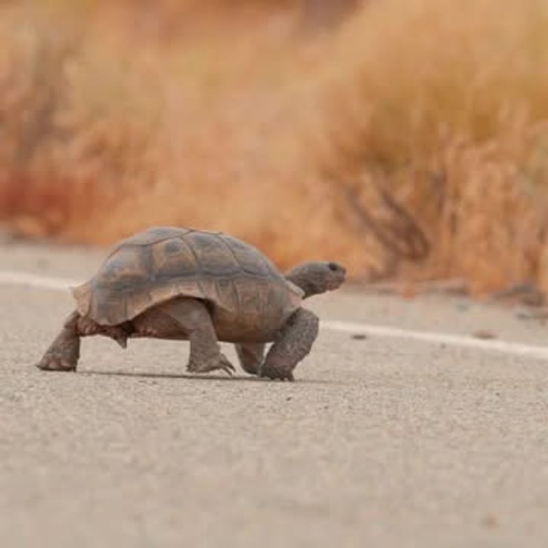 Desert Tortoise