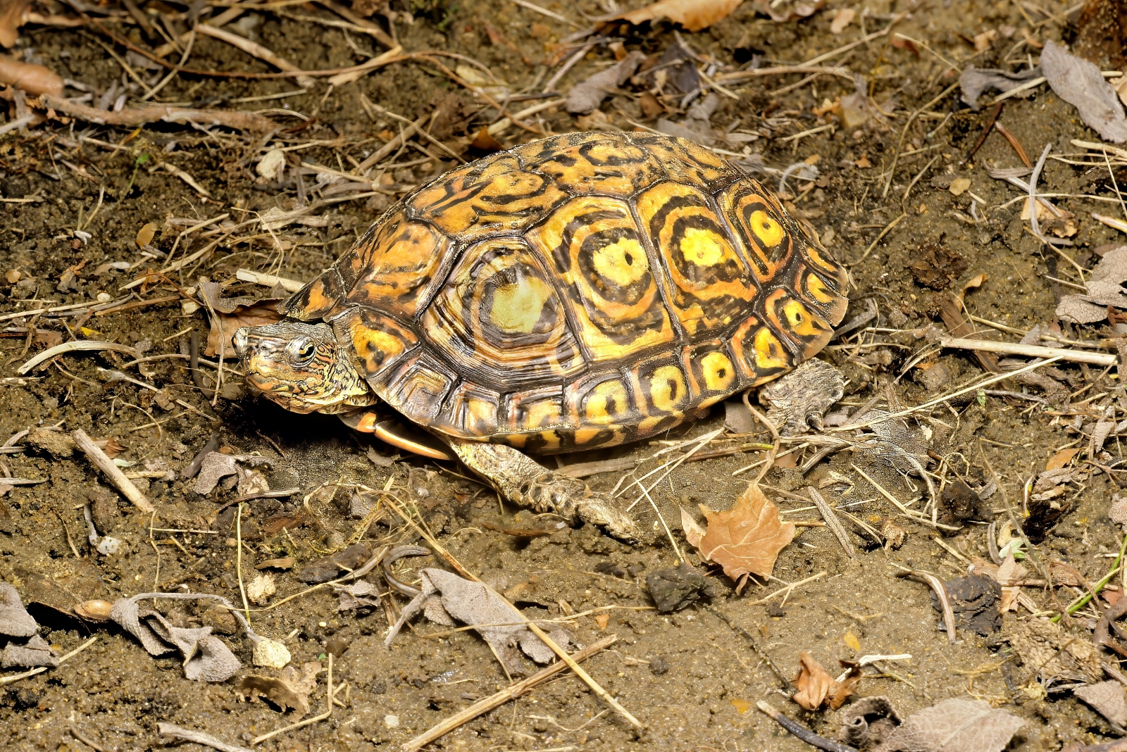 12 Creatures Wisconsin Homeowners Aren’t Allowed To Remove From Their Property