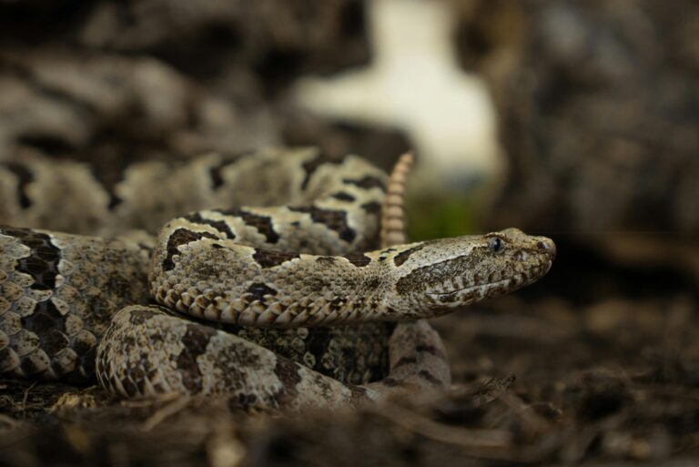 timber rattlesnake