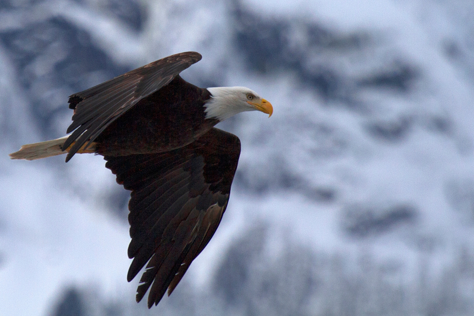 12 Creatures You Might Find In Missouri That Are Illegal To Remove