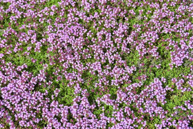 ground covers (featured image)