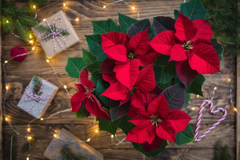 Poinsettia (featured image)