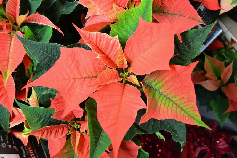 Poinsettia