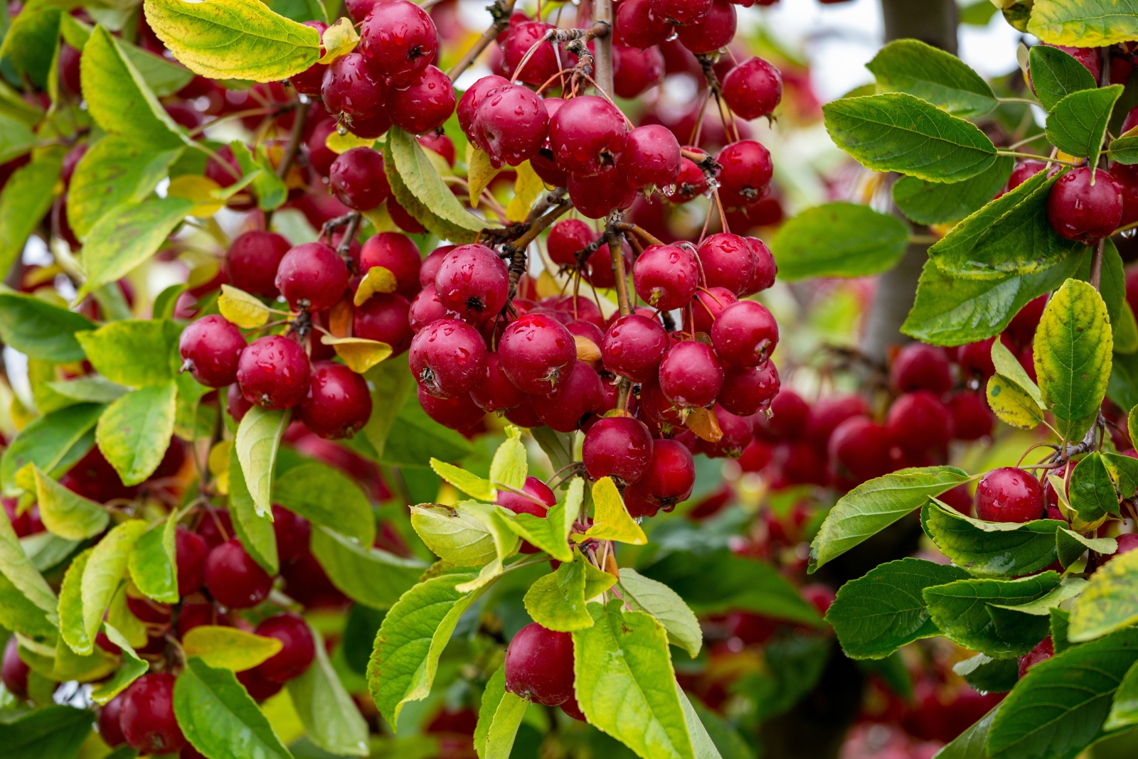 12 Fruit Trees South Carolina Homeowners Regret Adding To Their Yards