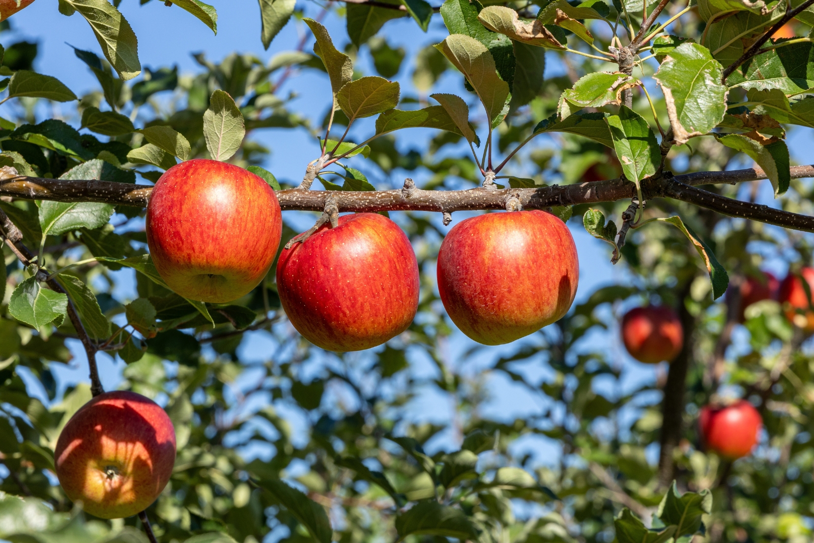 12 Fruit Trees That Don’t Belong In Arizona Gardens