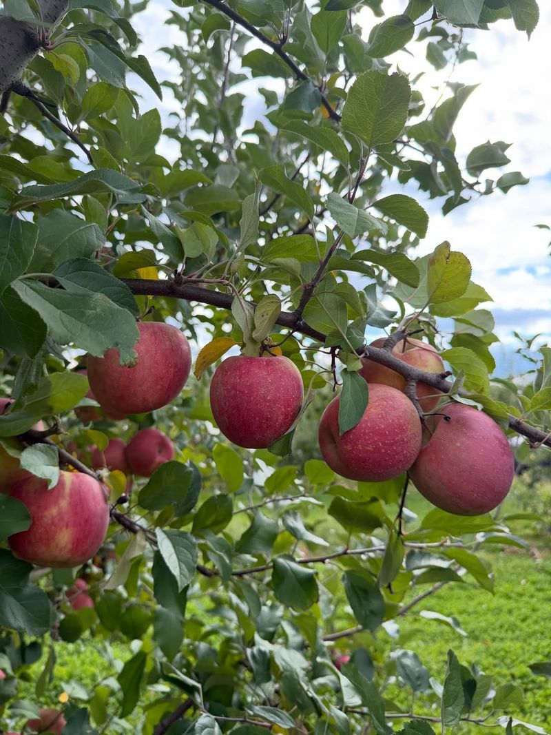 Apple Trees (Most Varieties)