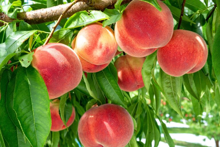 peach tree (featured image)