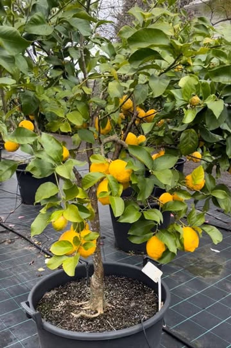 Citrus Trees (Oranges, Lemons, Limes)