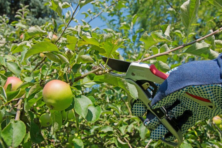 pruning apple tree (featured image)