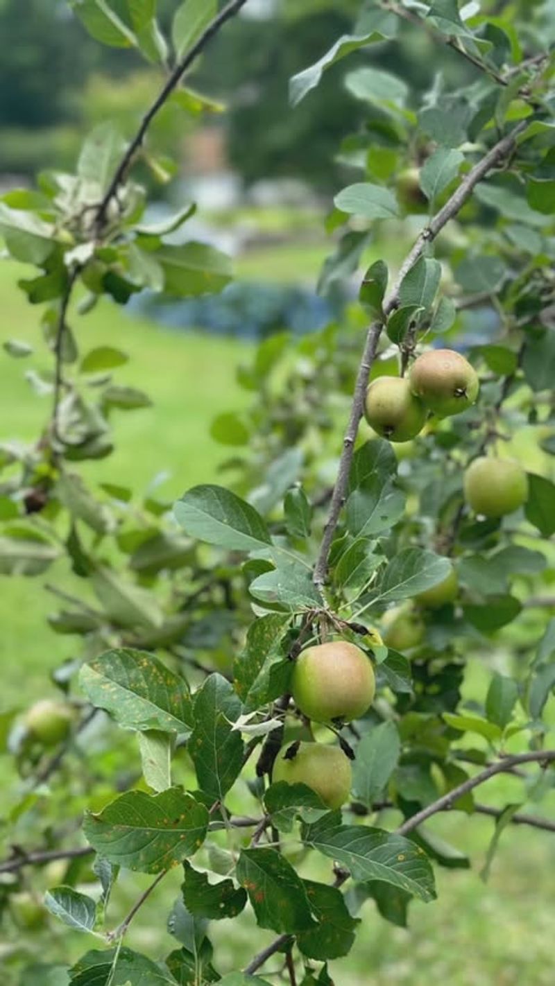 Apple Trees