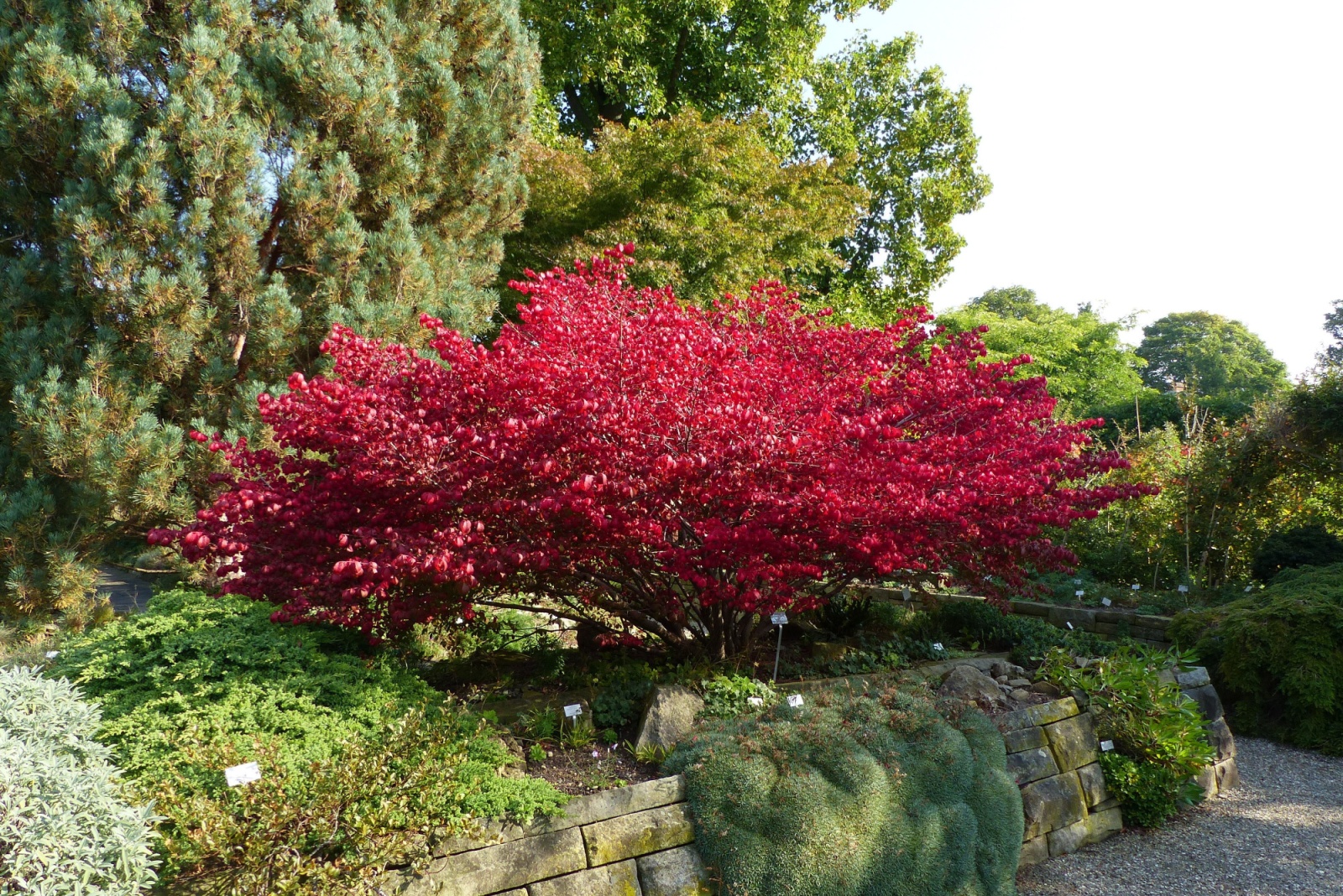burning bush