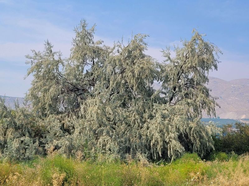 Russian Olive Trees