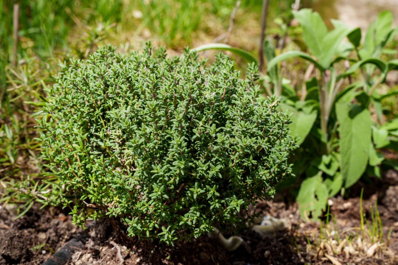 Thyme (Thymus vulgaris)