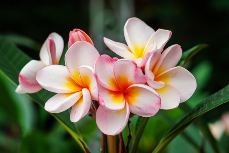 yellow and pink plumeria flowers
