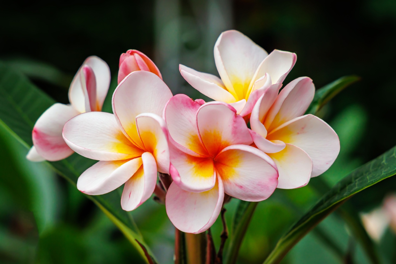 12 Houseplants That Bring Fragrance To Your Florida Home
