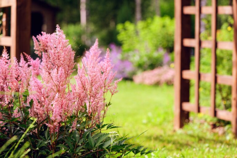lush astilbe in garden