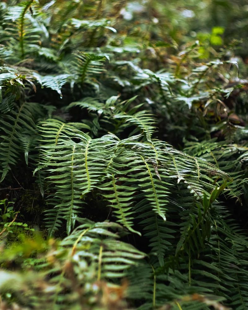 Embrace Native Ferns For Natural Beauty