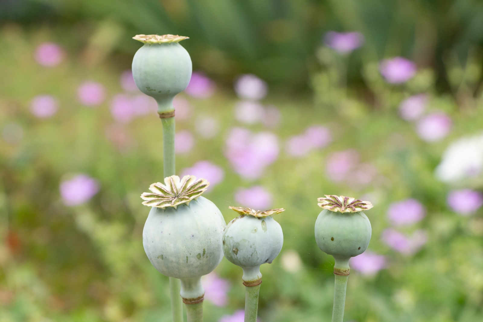 opium poppy (featured image)