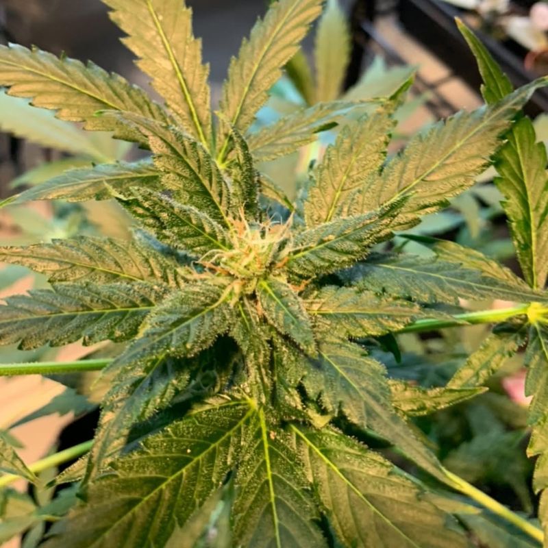 Cannabis (Marijuana)