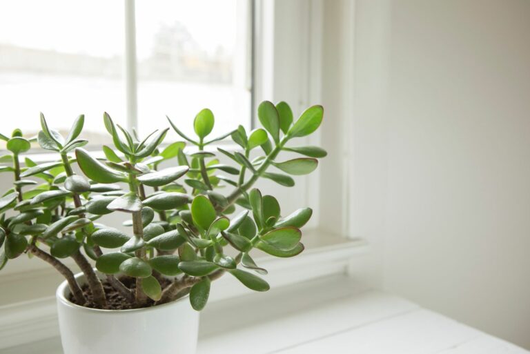 jade plant