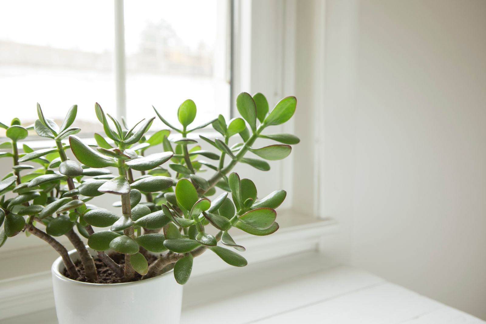 12 Indoor Plants That Handle Ice Cold Rooms Without Any Fuss