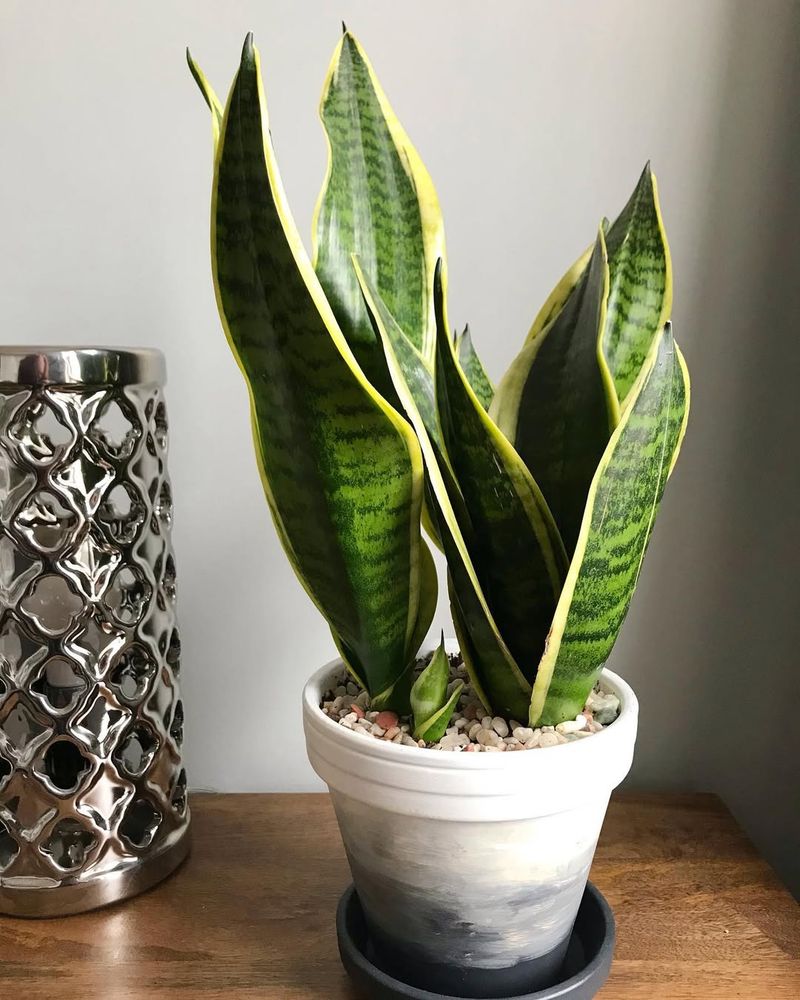 1. Snake Plant