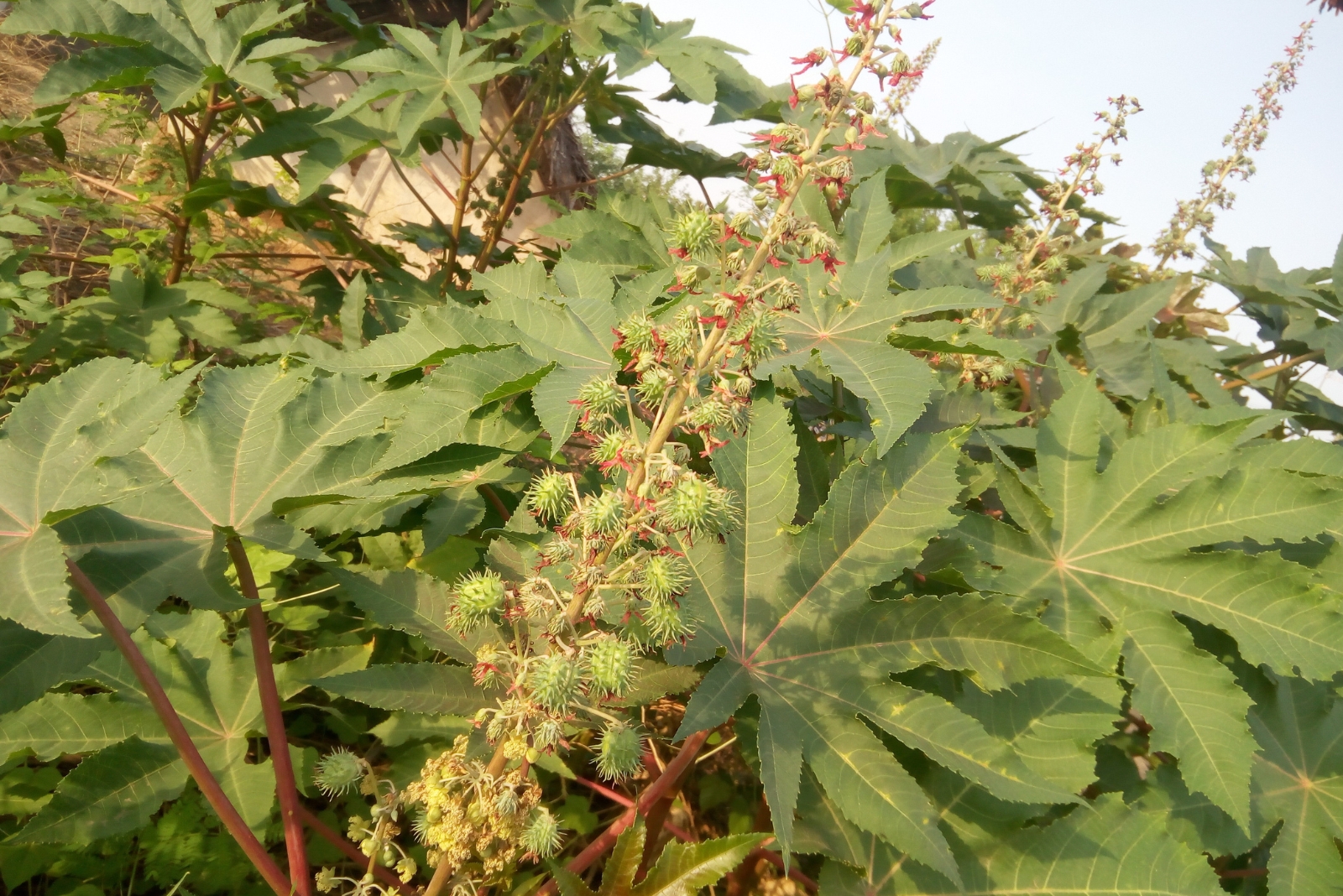 12 Invasive Garden Plants That May Soon Be Banned In Arizona