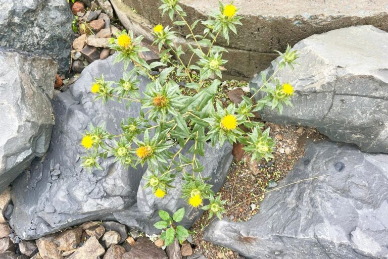 Yellow star-shaped thistle grows in rocks