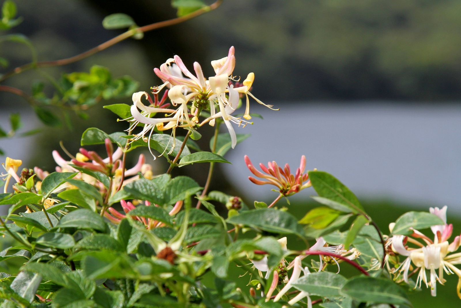12 Invasive Plants Facing Possible Bans In Indiana Neighborhoods