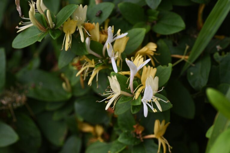 Japanese honeysuckle