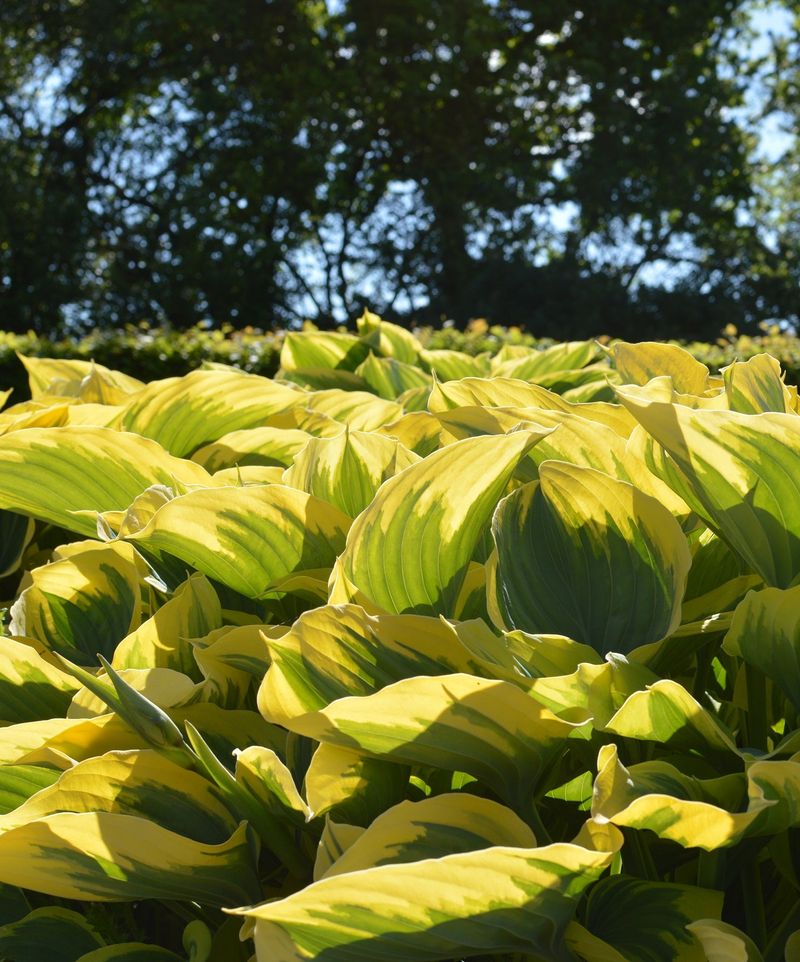 1. Planting Hostas In Full Sun