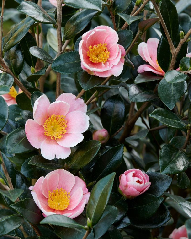 Sasanqua Camellia