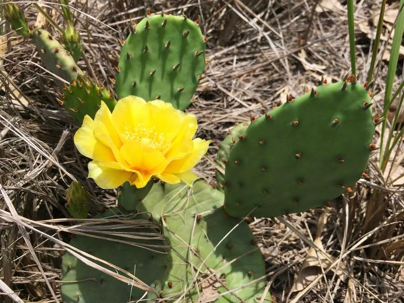 Prickly Pear Cactus