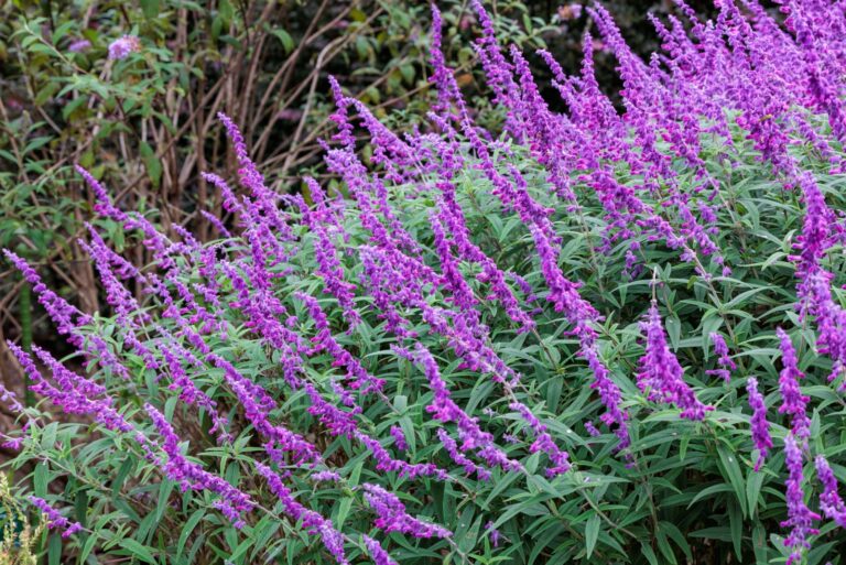 Salvia leucantha flowers in the garden blooming in autumn