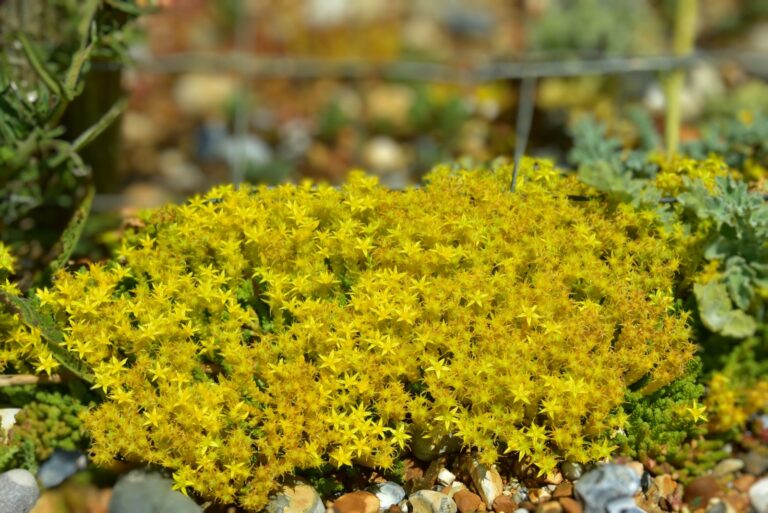 Goldmoss Stonecrop