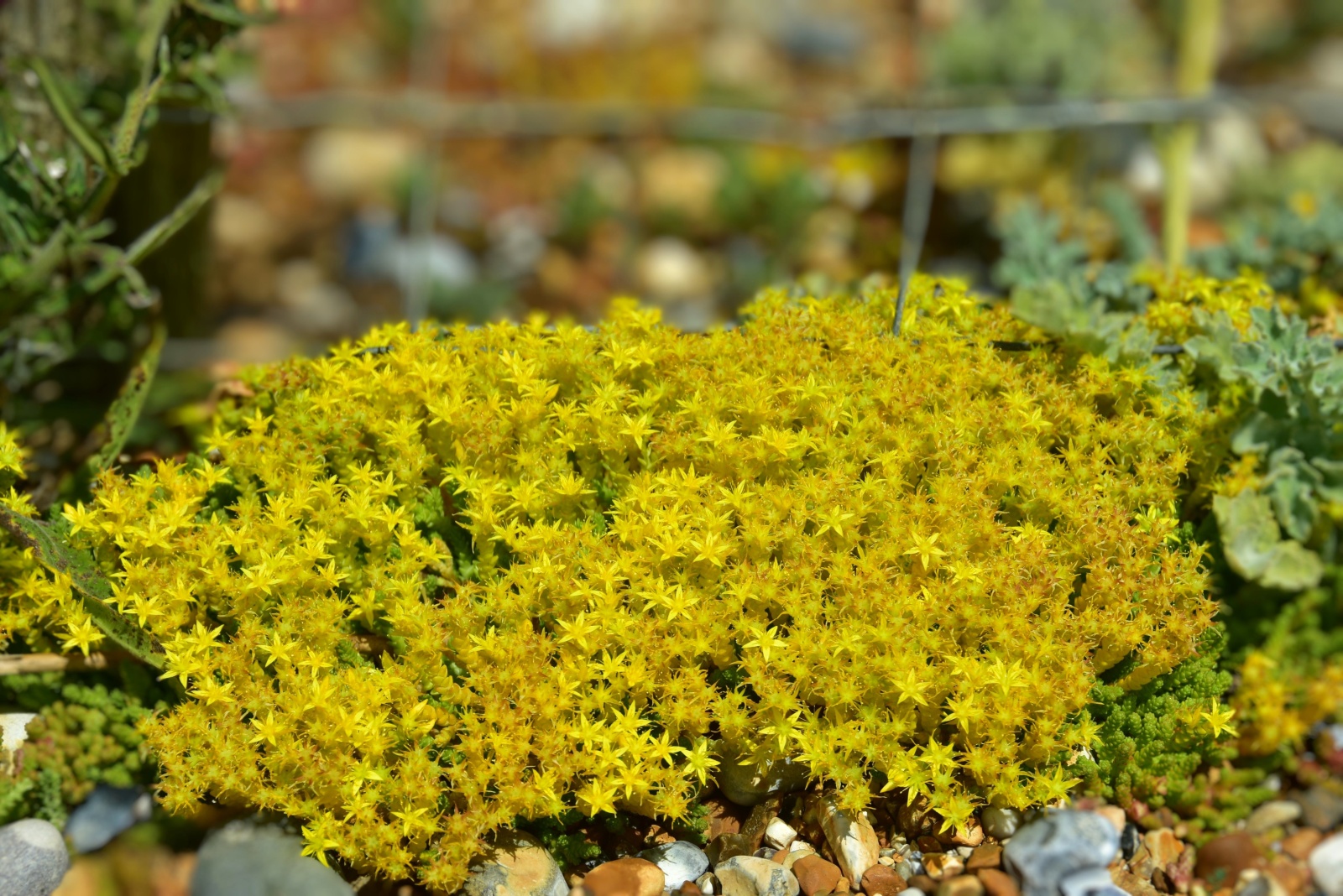 12 Outdoor Succulents That Survive Even Wisconsin’s Harshest Winters