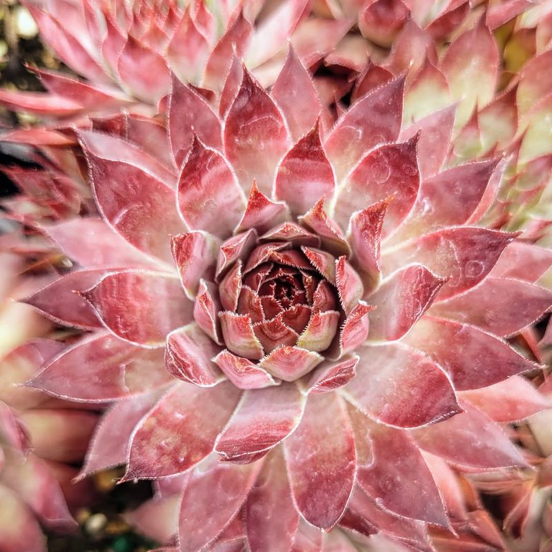 Sempervivum (Hens And Chicks)