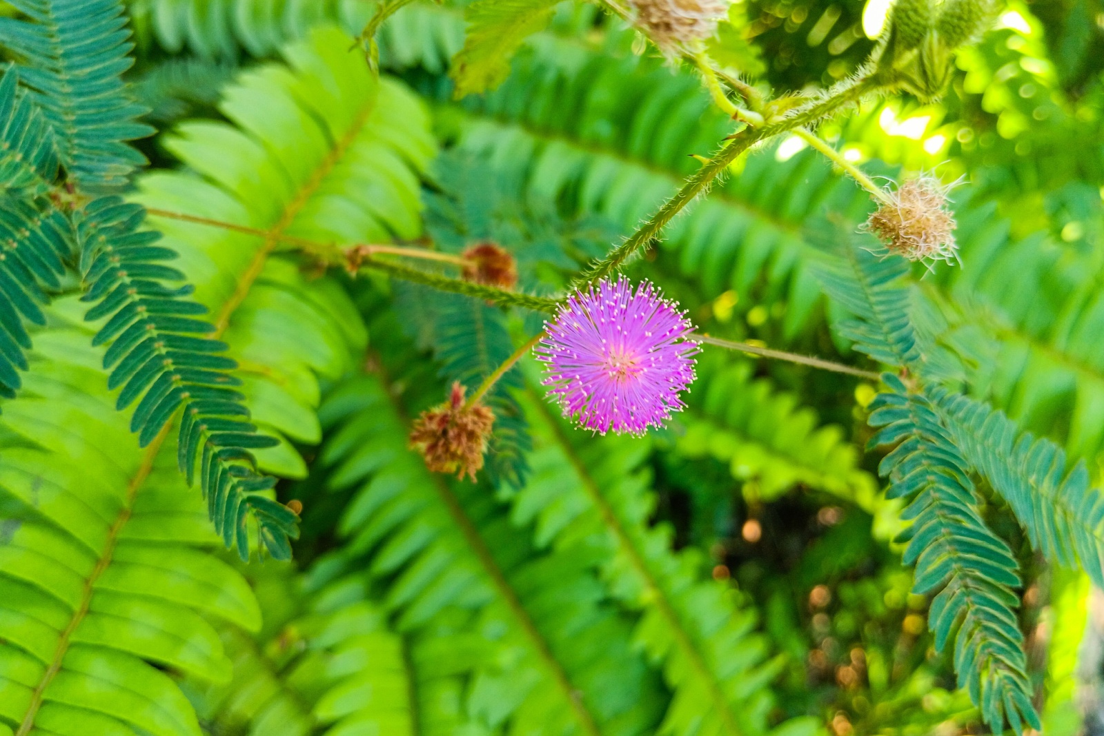 12 Overrated Plants To Avoid In Ohio Gardens