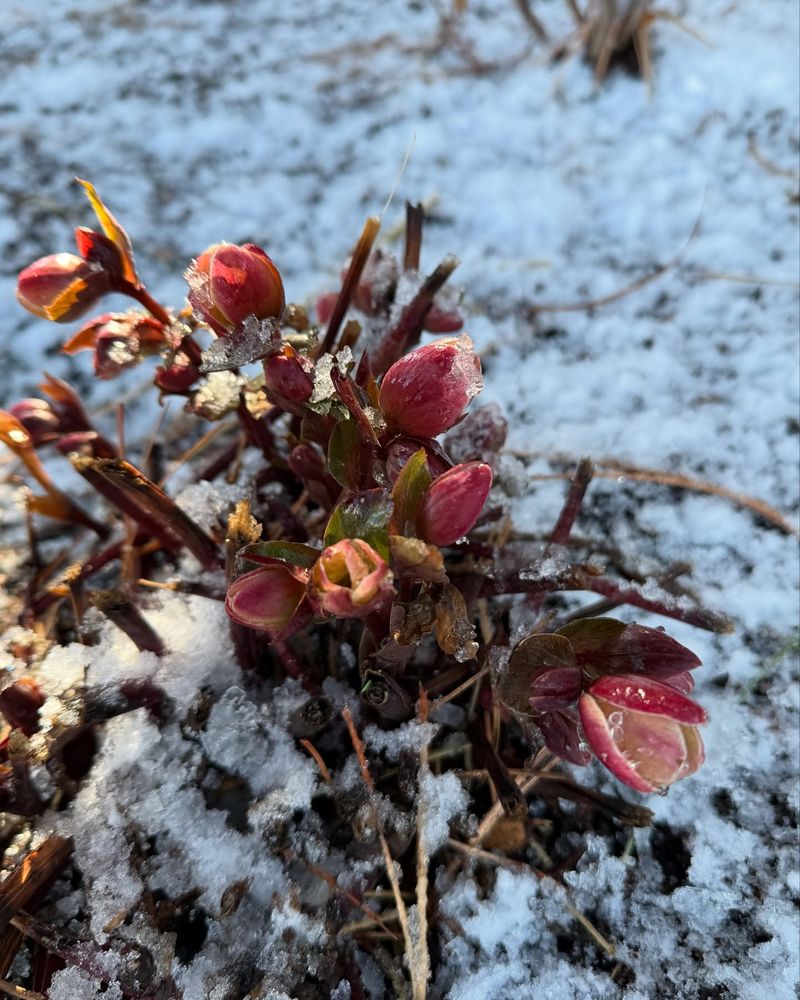 Hellebores (Christmas Rose)