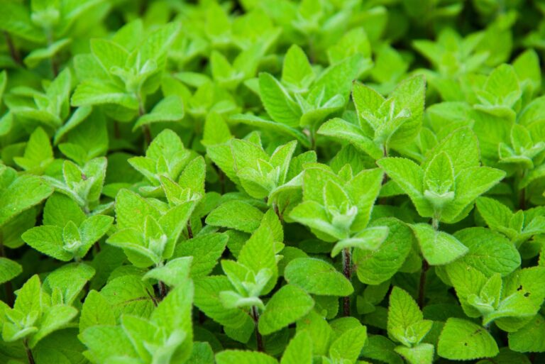 mint (featured image)