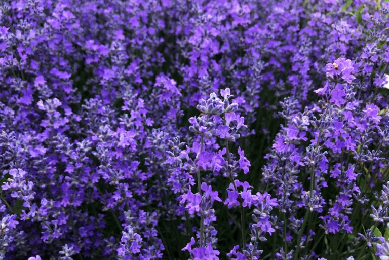 lavender (featured image)